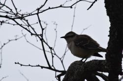 Photo Calandria Grande