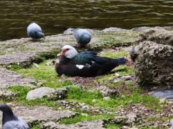 Foto Pato Real