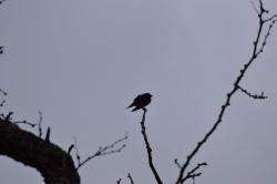 Foto Golondrina Negra