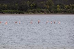 Photo Flamenco Austral