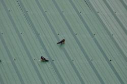 Foto Golondrina Tijerita