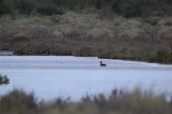 Foto Pato Maicero