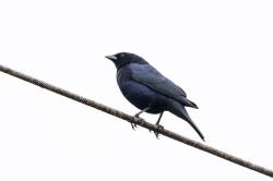 Foto Tordo Renegrido