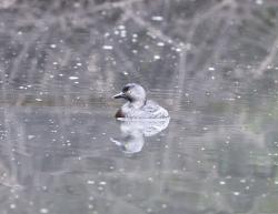 Foto Macá Gris