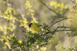 Foto Cabecitanegra Austral