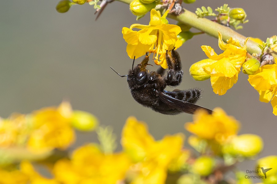 Foto Abeja Carpintera