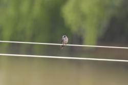 Foto Golondrina Negra