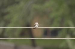 Foto Golondrina Parda