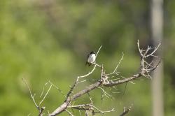 Foto Golondrina Patagónica