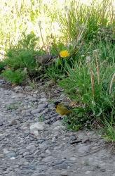 Foto Cabecitanegra Austral