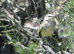 Foto Calandria Real