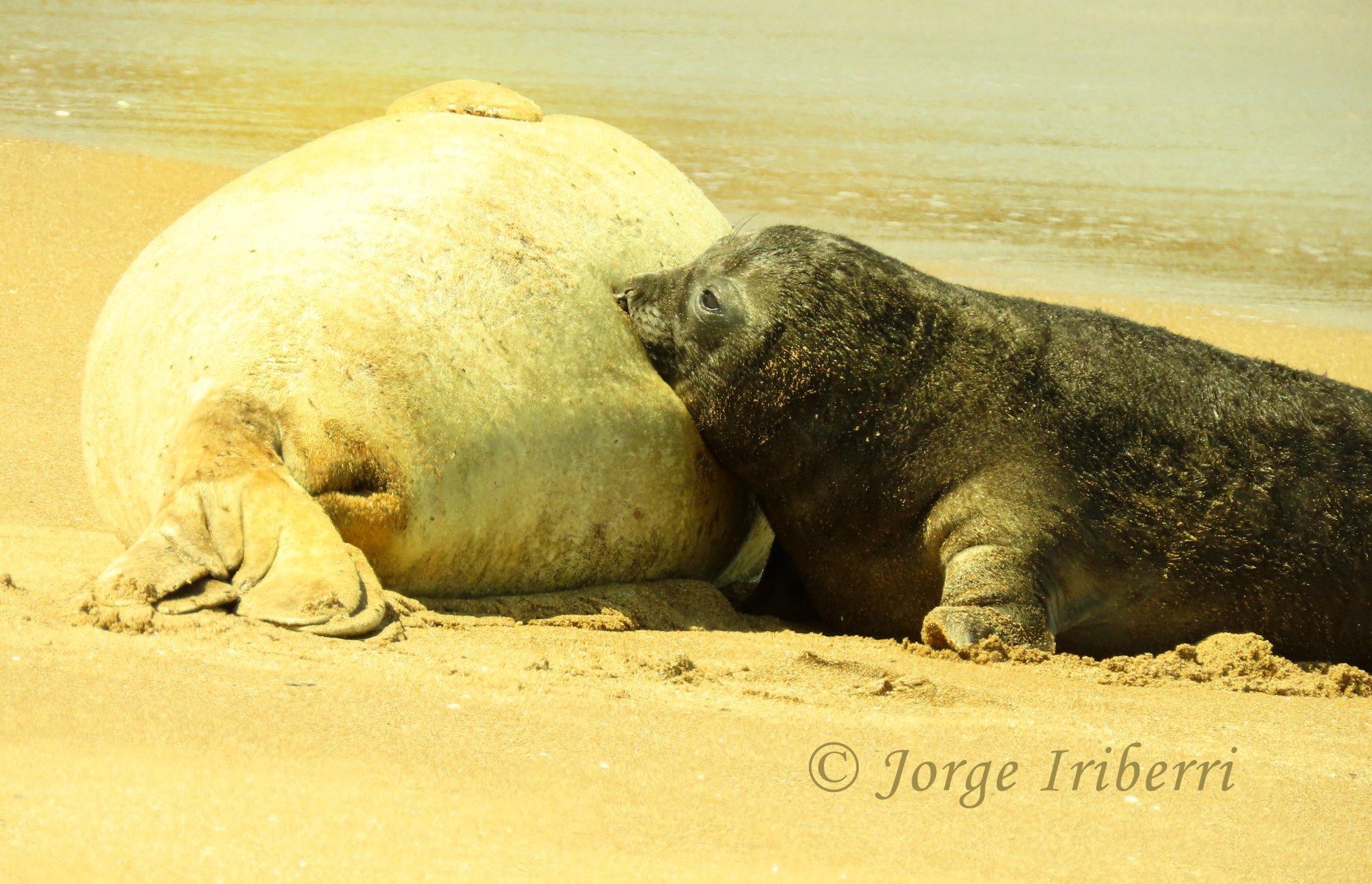 Foto Elefante Marino del Sur