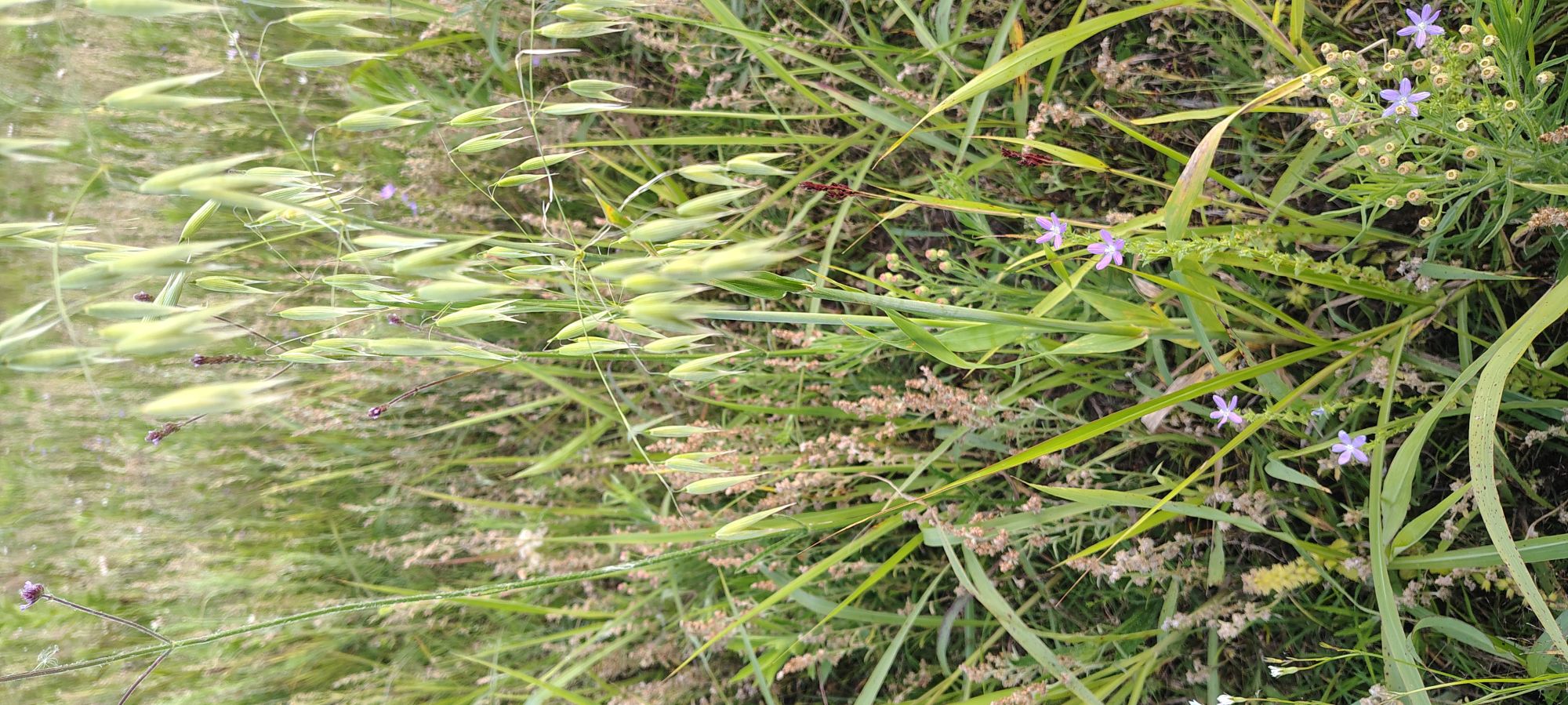 Avena&nbsp;fatua