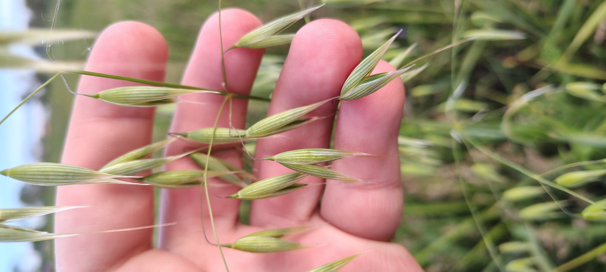 Foto Avena Cimarrona
