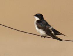 Foto Golondrina Barranquera