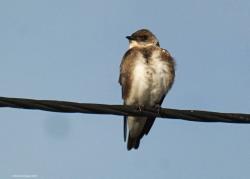 Foto Golondrina Parda