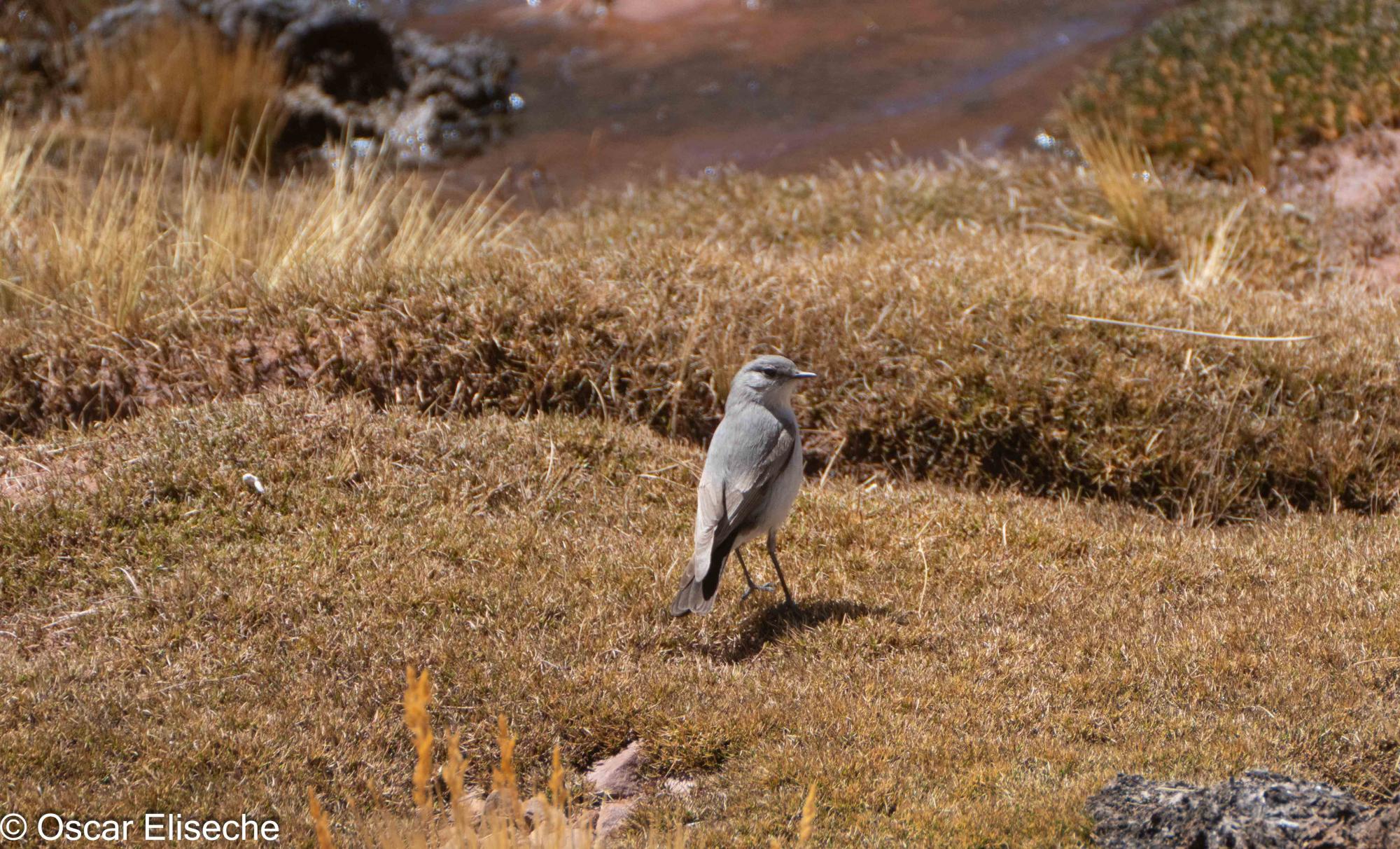 Foto Dormilona Cenicienta