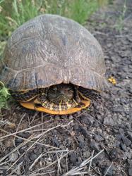 Foto Tortuga Pintada