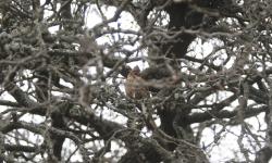 Foto Cacholote Castaño