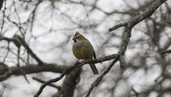 Foto Cardenal Amarillo