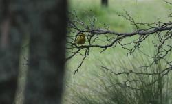 Foto Cardenal Amarillo