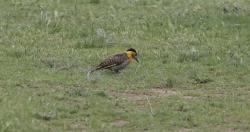 Foto Carpintero Campestre