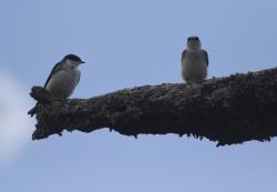 Foto Golondrina Ceja Blanca