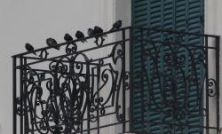 Foto Golondrina Negra
