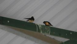 Foto Golondrina Tijerita