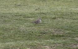 Foto Torcacita Común
