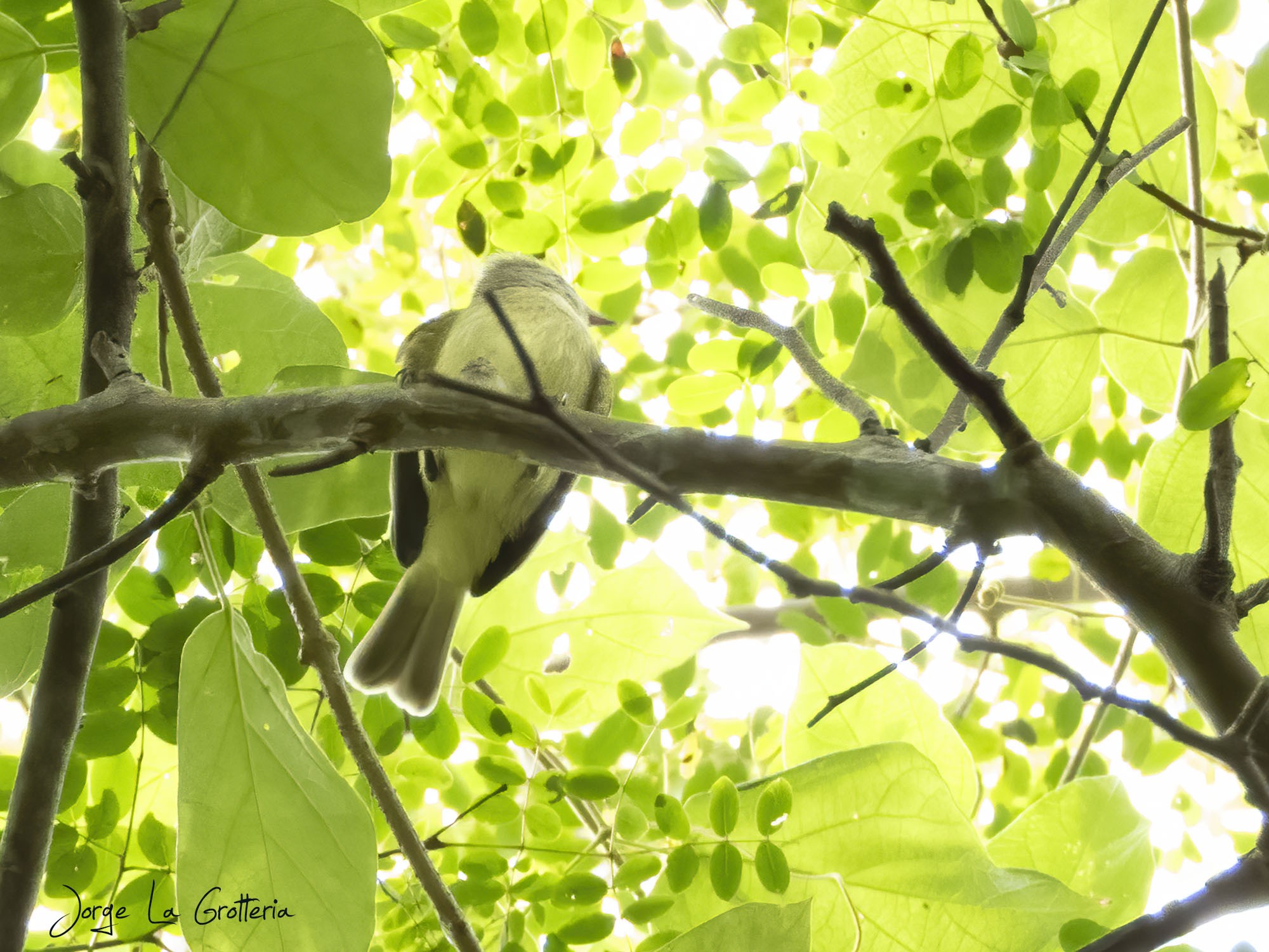Camptostoma&nbsp;pusillum