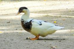 Foto Pato Real