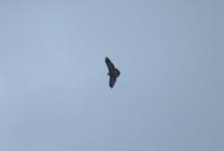 Foto Águila Mora