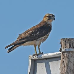 Foto Aguilucho Común