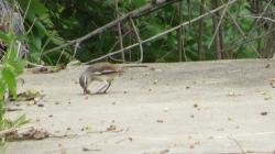 Foto Calandria Real
