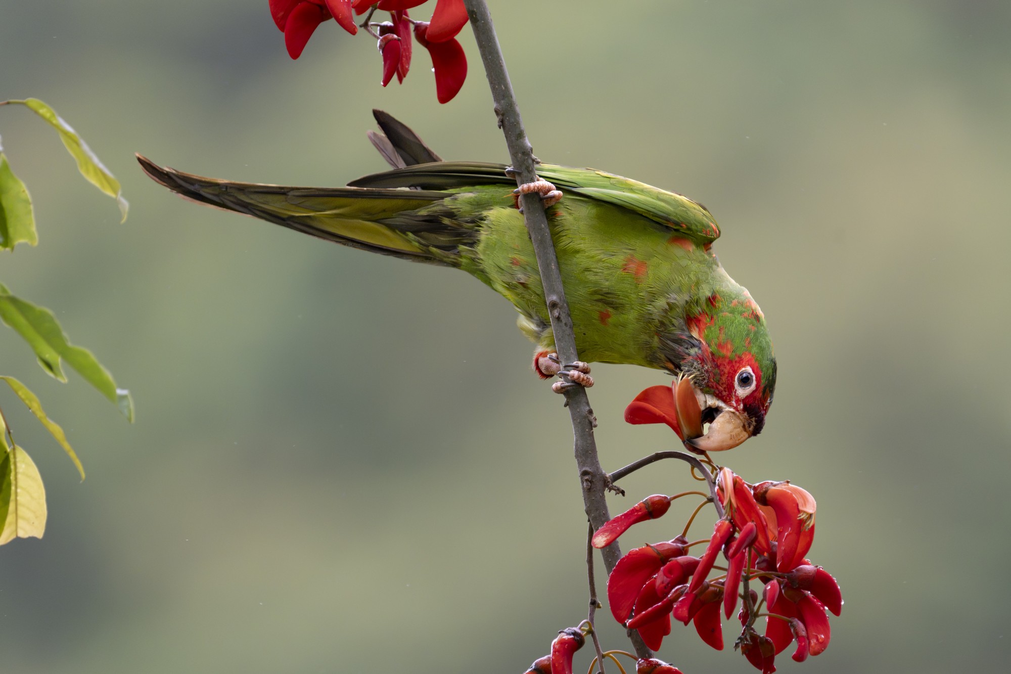 Psittacara&nbsp;mitratus