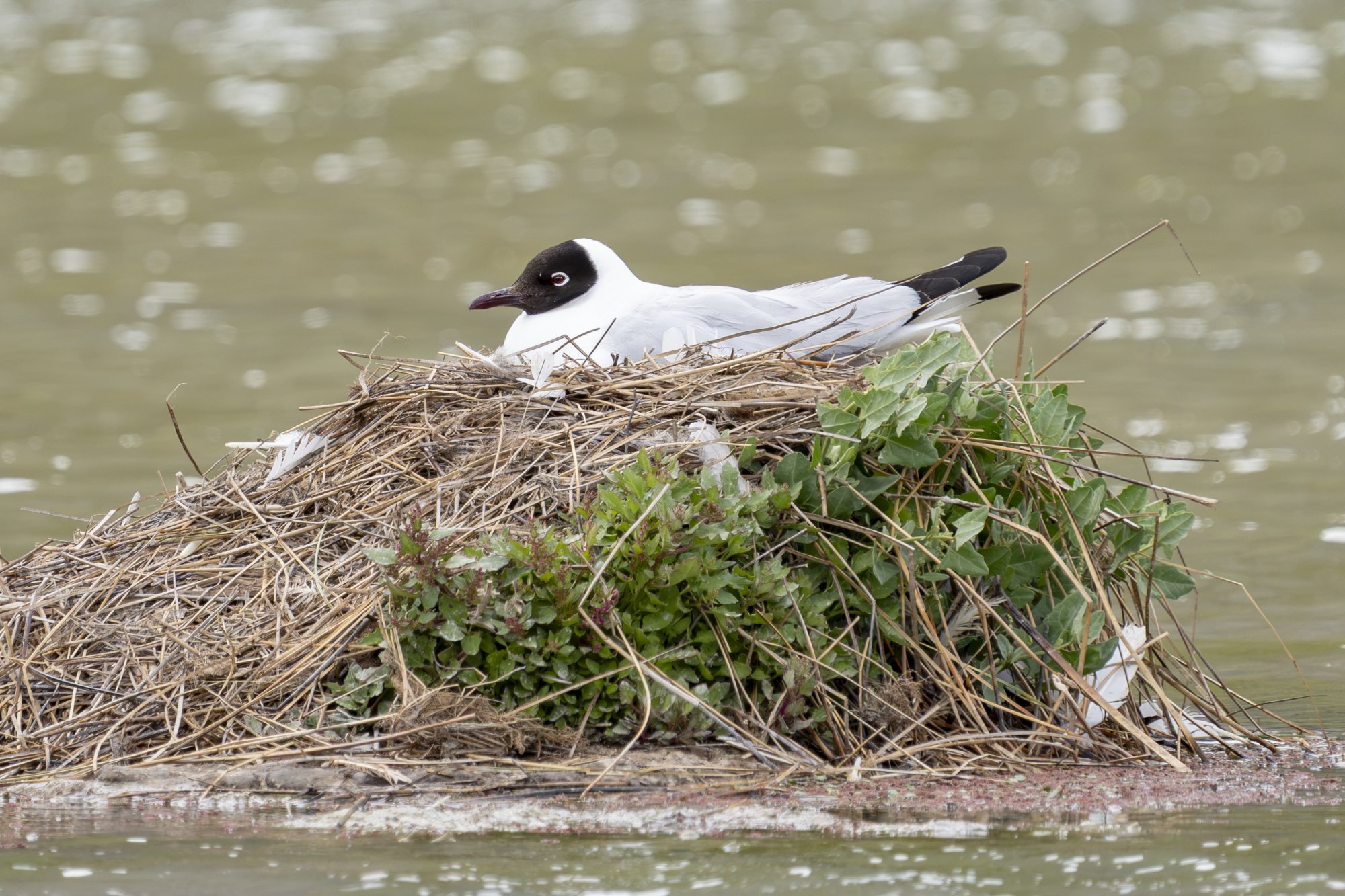Foto Gaviota Andina