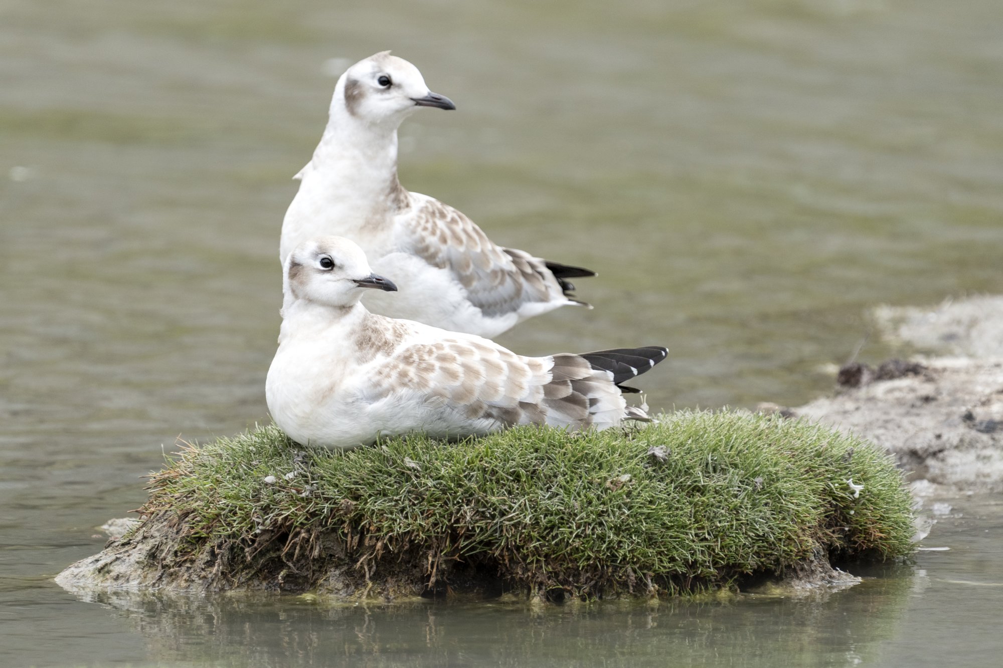 Foto Gaviota Andina