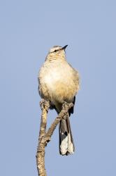 Foto Calandria Real