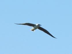 Foto Gaviota Capucho Gris