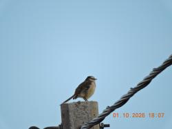 Foto Calandria Grande