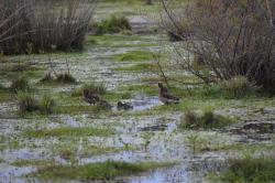 Photo Pato Barcino