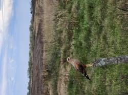 Foto Aguilucho Colorado